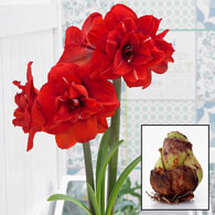 Double King Amaryllis 26/28 cm Bulb