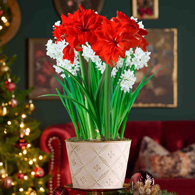 Comfort and Joy Bulb Garden