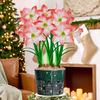 Silent Night Spotlight Amaryllis