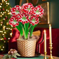 Yuletide Glow Samba Amaryllis