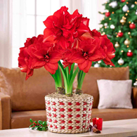 Cherished Moments Ragtime Amaryllis