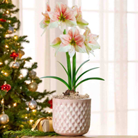 Grandise Fantasy Amaryllis Single in Triangles Pot