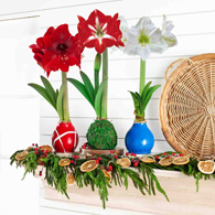 Jumbo Waxed Amaryllis