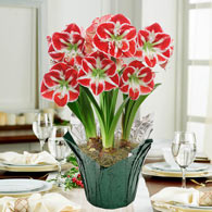 Samba Amaryllis in Foil Wrapped Pot