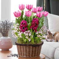 Lavender Dreams Bulb Garden