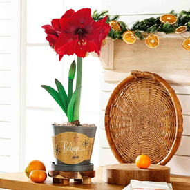 Miracle Amaryllis in Grey Forever Pot