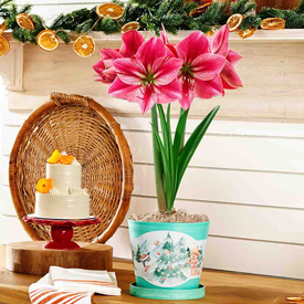 Gervase Amaryllis in Teal Forever Pot