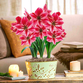 Gervase Amaryllis Triple in Holly Pot