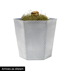 Sunday Brunch featuring Exposure Amaryllis