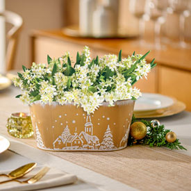 Star of Bethlehem Planter