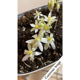 Star of Bethlehem Planter