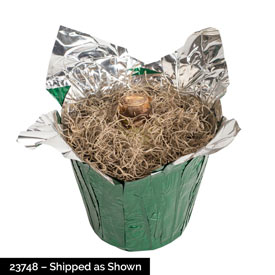 Clown Stripe Amaryllis in Foil Wrapped Pot
