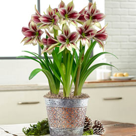 Papilio Amaryllis in Mixed Metal Pot Single & Triple | Breck's Gifts