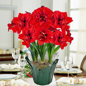 Inferno Amaryllis in Foil Wrapped Pot