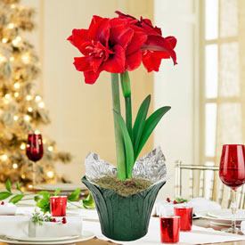 Inferno Amaryllis in Foil Wrapped Pot