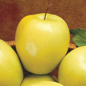 Reachables<sup>®</sup> Golden Delicious Apple Tree