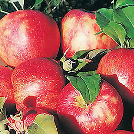 Reachables<sup>®</sup> Honeycrisp Apple Tree