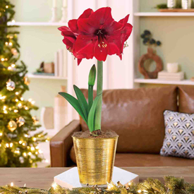 Christmas Miracle Amaryllis