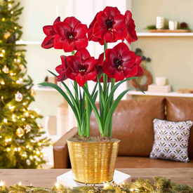 Christmas Miracle Amaryllis