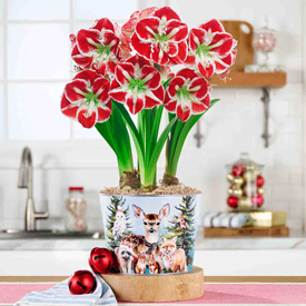 Woodland Gathering Amaryllis
