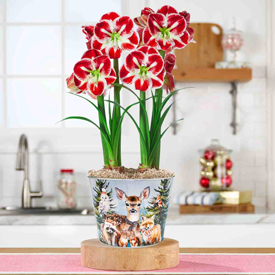 Woodland Gathering Amaryllis