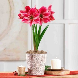 Whispering Heart Amaryllis Single