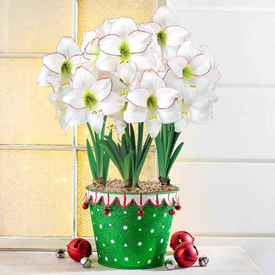 Holiday Hijinks Amaryllis