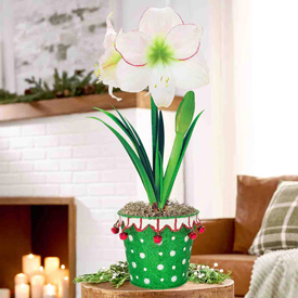 Holiday Hijinks Amaryllis