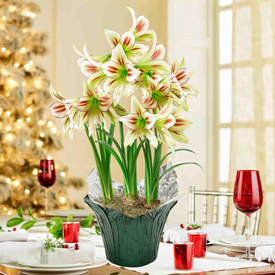 Cleopatra Amaryllis In Foil Wrapped Pot
