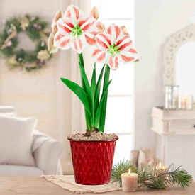 Clown Amaryllis Single In Metallic Red Wavy Pot