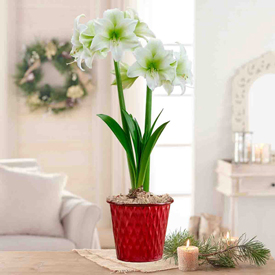 Mojito Amaryllis Single In Metallic Red Wavy Pot