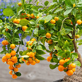 Dwarf Calamondin Orange Tree 