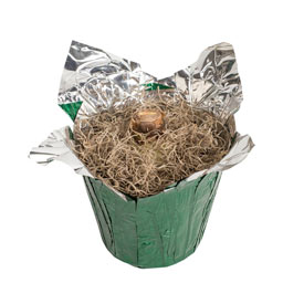 Stargazer Amaryllis in Foil Wrapped Pot