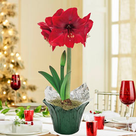 Holiday Red Amaryllis in Foil Wrapped Pot