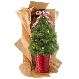 Peppermint Polka Dot Decorated Spruce Tree