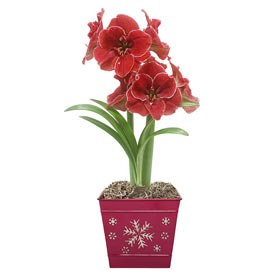 Magical Touch Amaryllis In Snowflake Pot