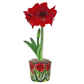 Stained Glass Miracle Amaryllis