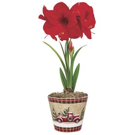 Miracle Amaryllis In Classic Pickup Planter