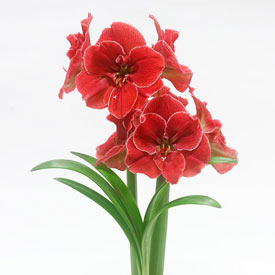 Magical Touch Amaryllis