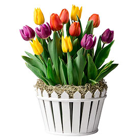 Friendly Neighbor Tulip Bulb Garden