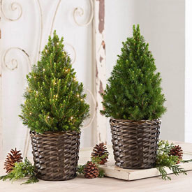 Simple Living Potted Spruce Tree
