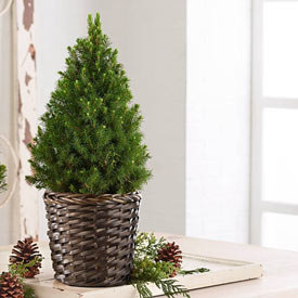 Simple Living Potted Spruce Tree