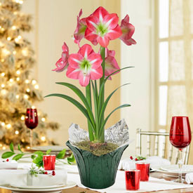 Exposure Amaryllis in Foil Wrapped Pot