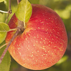 Reachables<sup>®</sup> Fuji Apple Tree