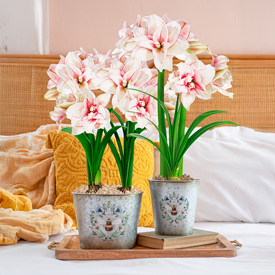 Bee Inspired featuring Elvas Amaryllis