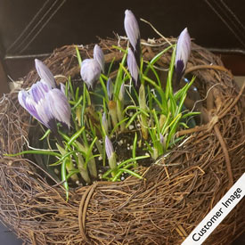 Bird's Nest Purple Crocus Bulb Garden