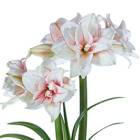 Elvas Amaryllis 26/28cm