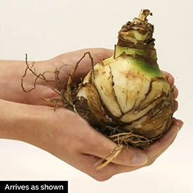 Elvas Amaryllis 26/28cm