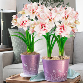 Elvas Amaryllis in Purple Prairie Pot