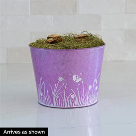 Elvas Amaryllis in Purple Prairie Pot